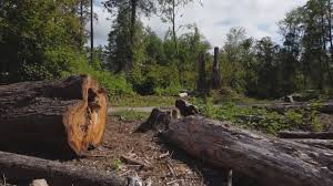 Professional Tree Removal and Landscaping Services in Farmers Loop, AK